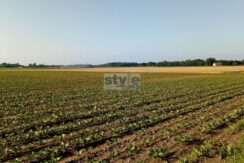 FLERO – Terreno edificabile FLERO – Terreno edificabile